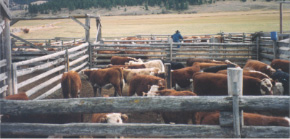 Cattle