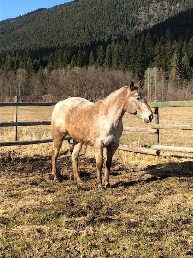 BC Livestock Sale Image