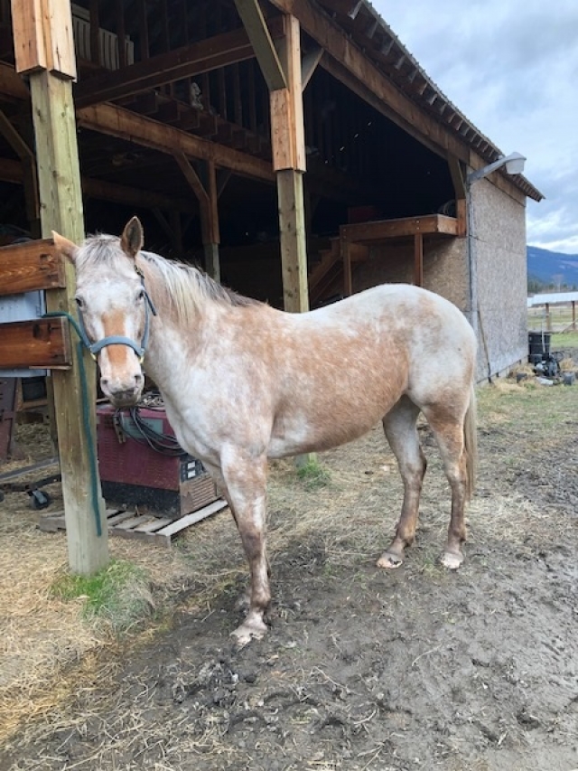 BC Livestock Sale Image