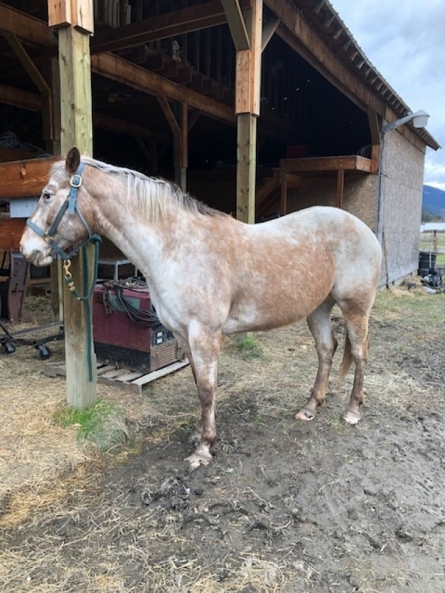 BC Livestock Sale Image