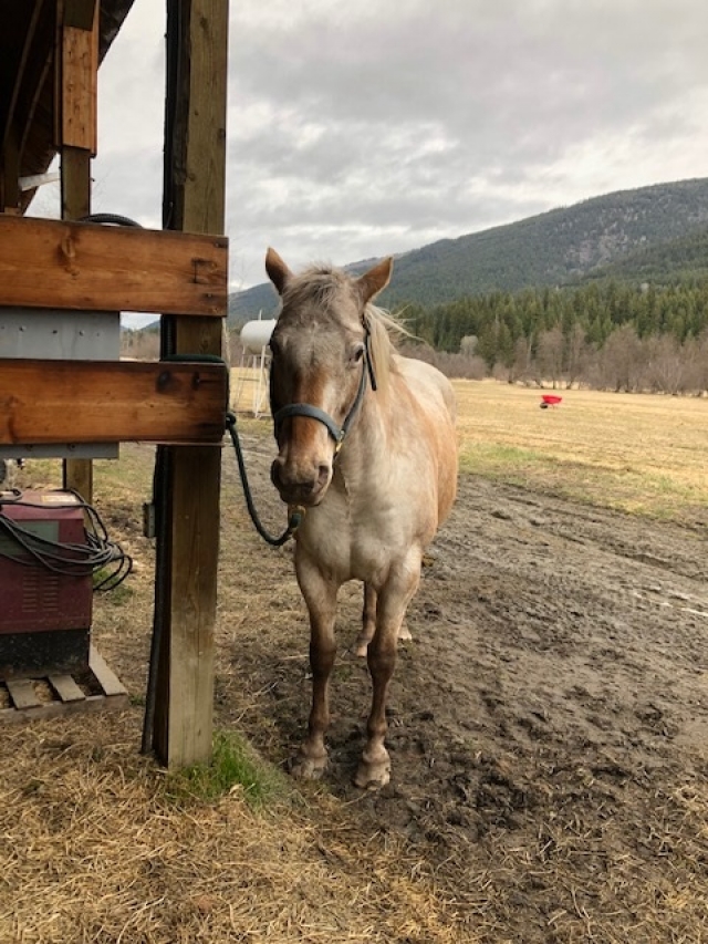 BC Livestock Sale Image