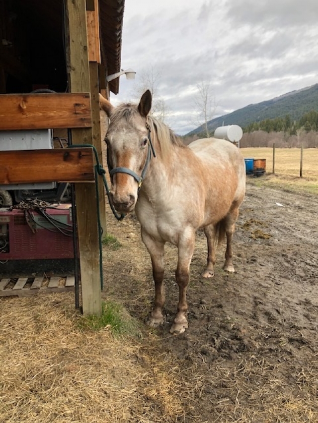 BC Livestock Sale Image