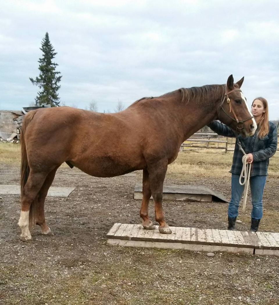 BC Livestock Sale Image