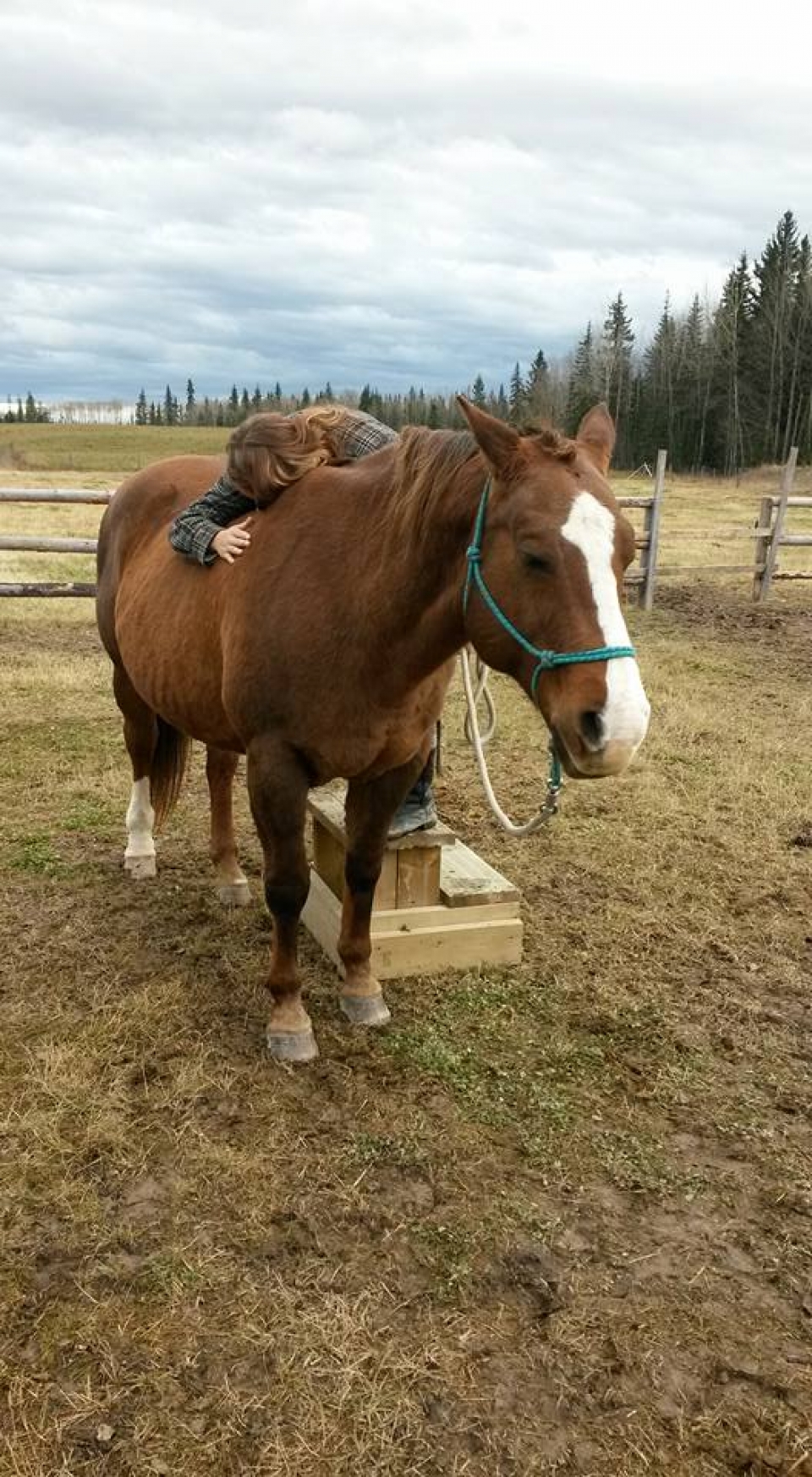 BC Livestock Sale Image