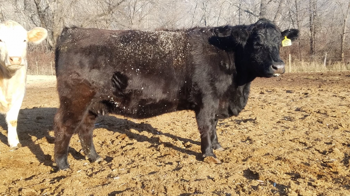 BC Livestock Sale Image