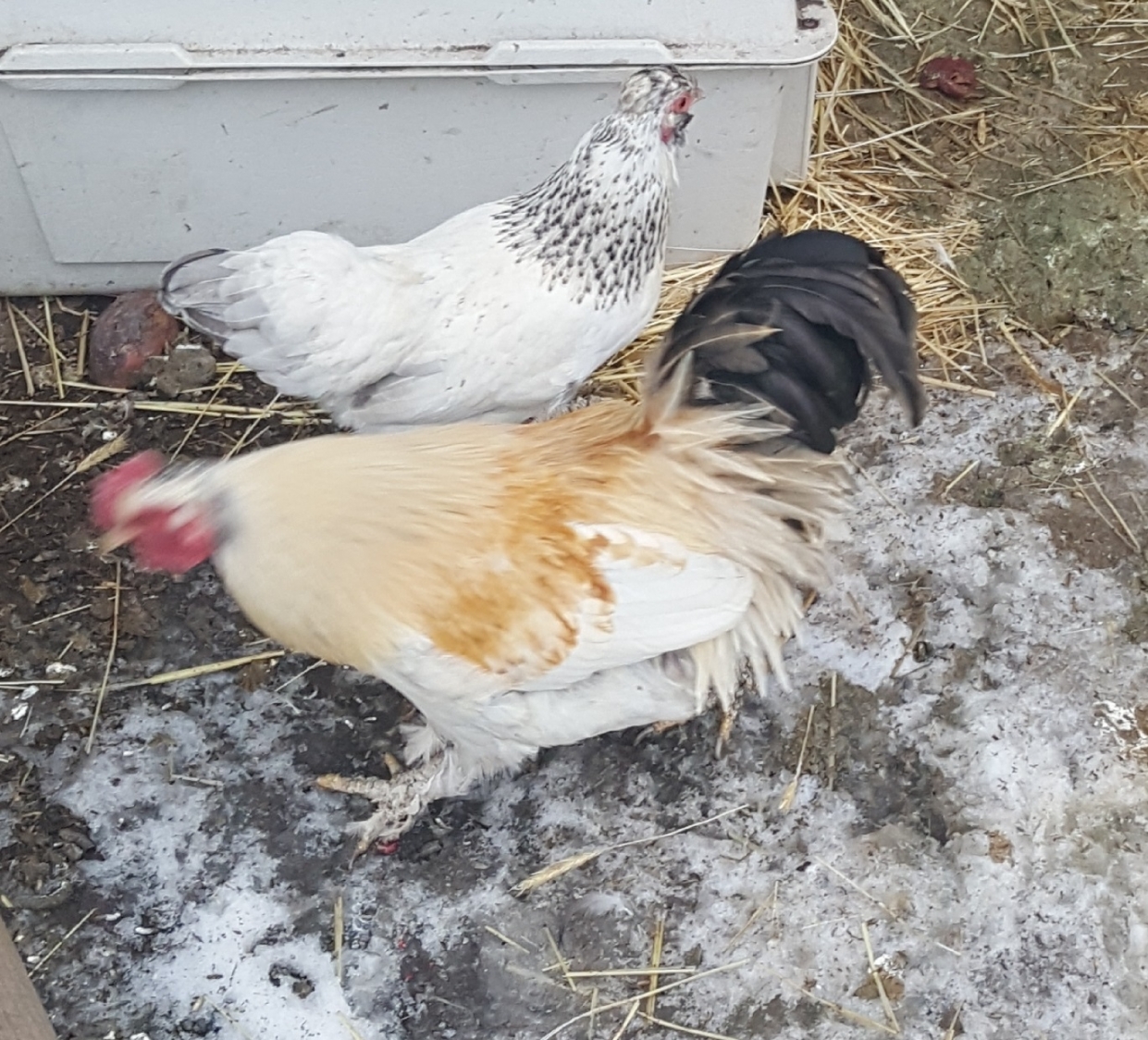 BC Livestock Sale Image
