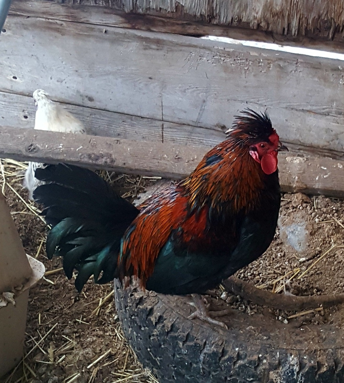 BC Livestock Sale Image
