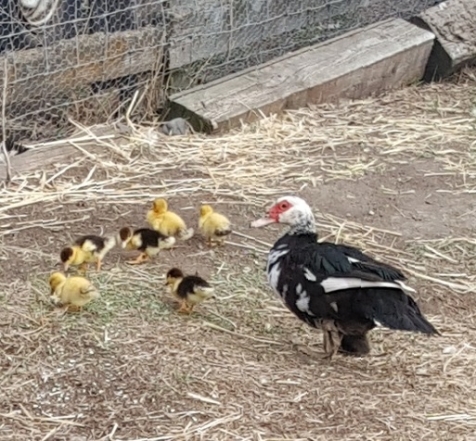 BC Livestock Sale Image
