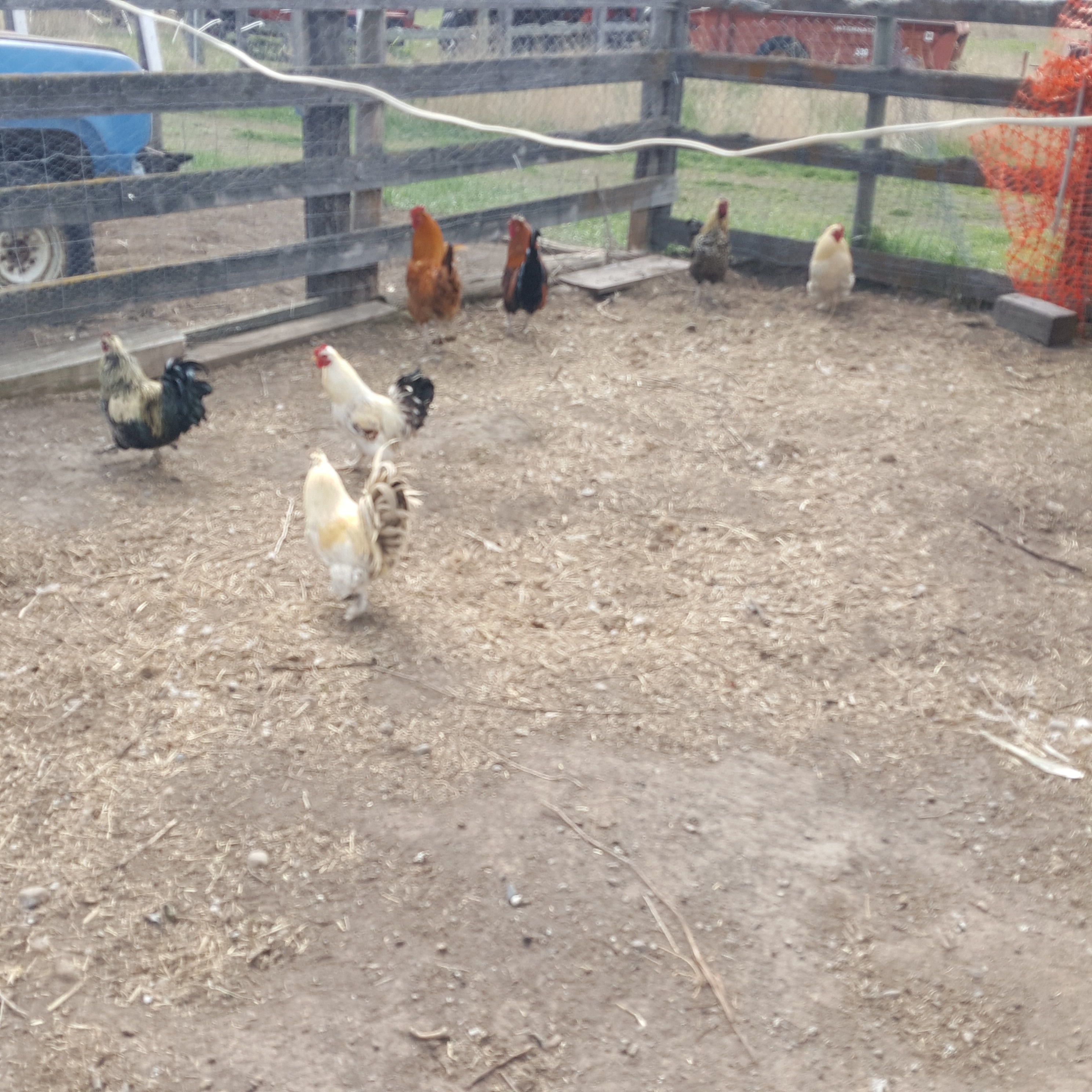 BC Livestock Sale Image