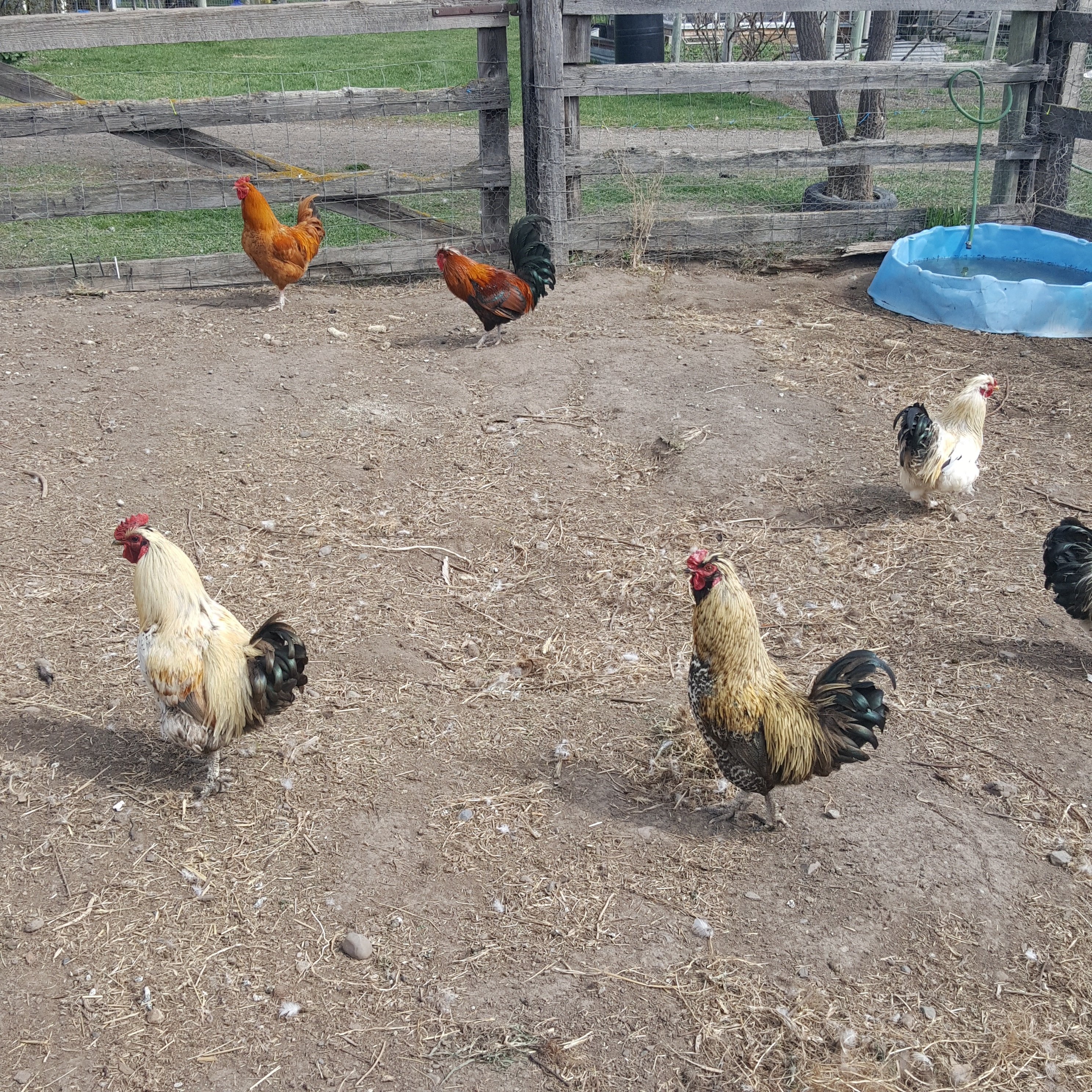 BC Livestock Sale Image