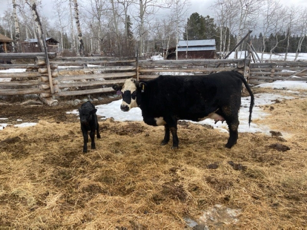 BC Livestock Sale Image