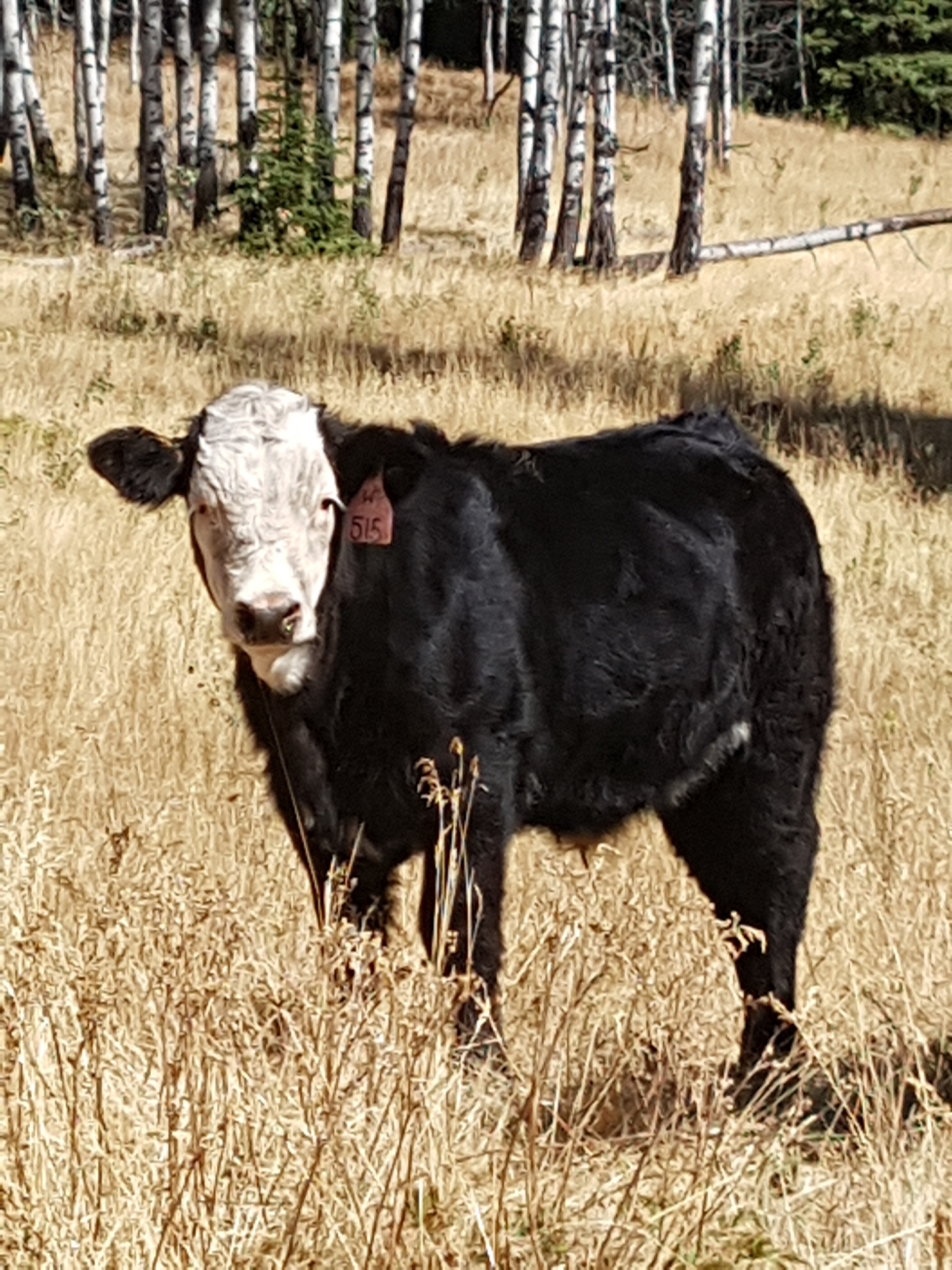 BC Livestock Sale Image