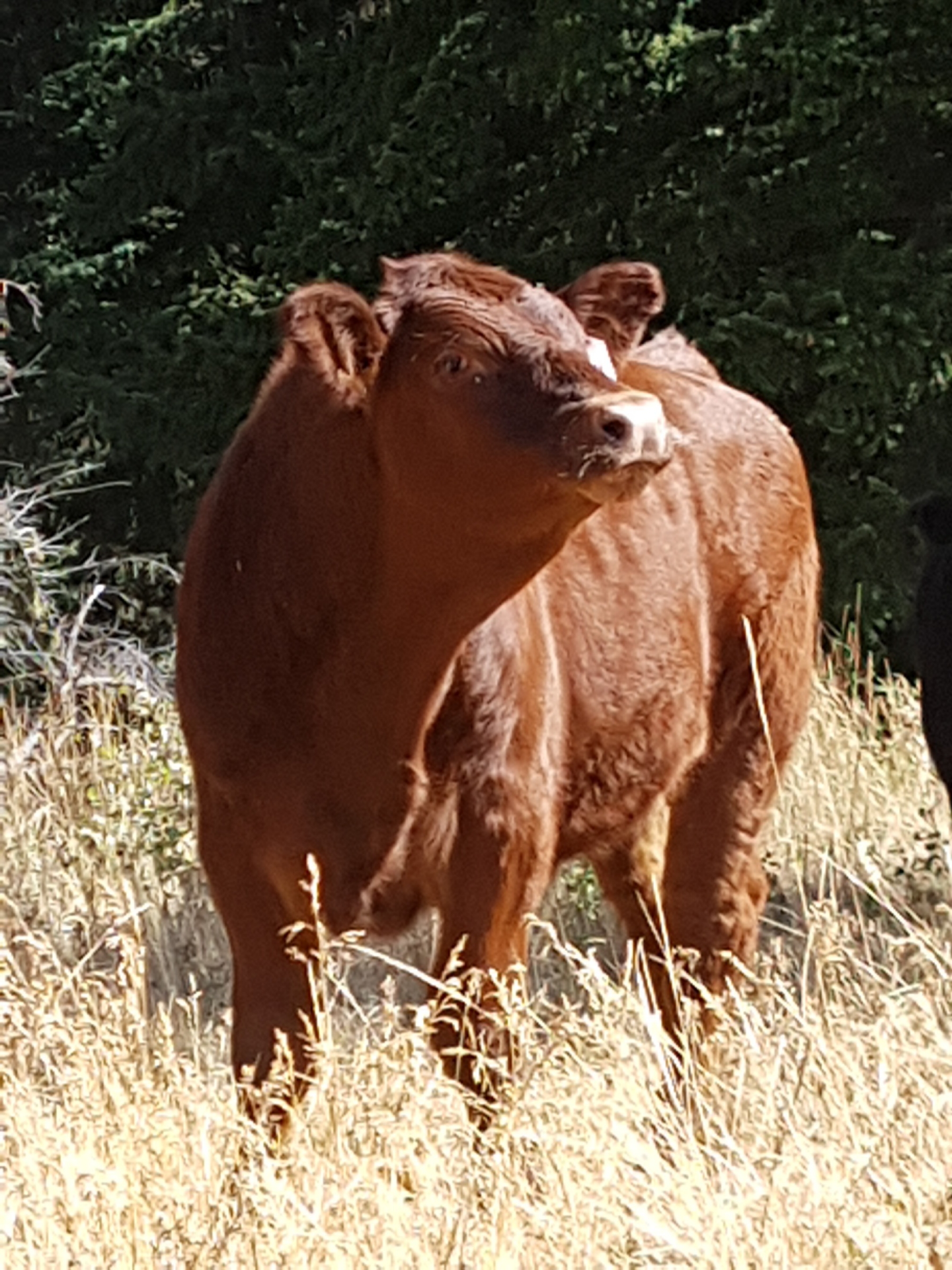 BC Livestock Sale Image