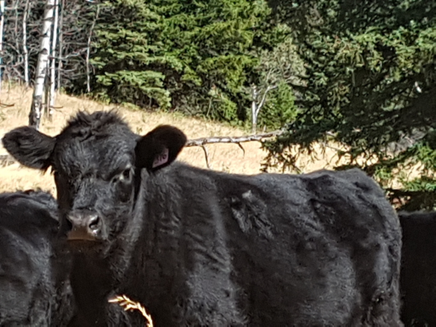 BC Livestock Sale Image