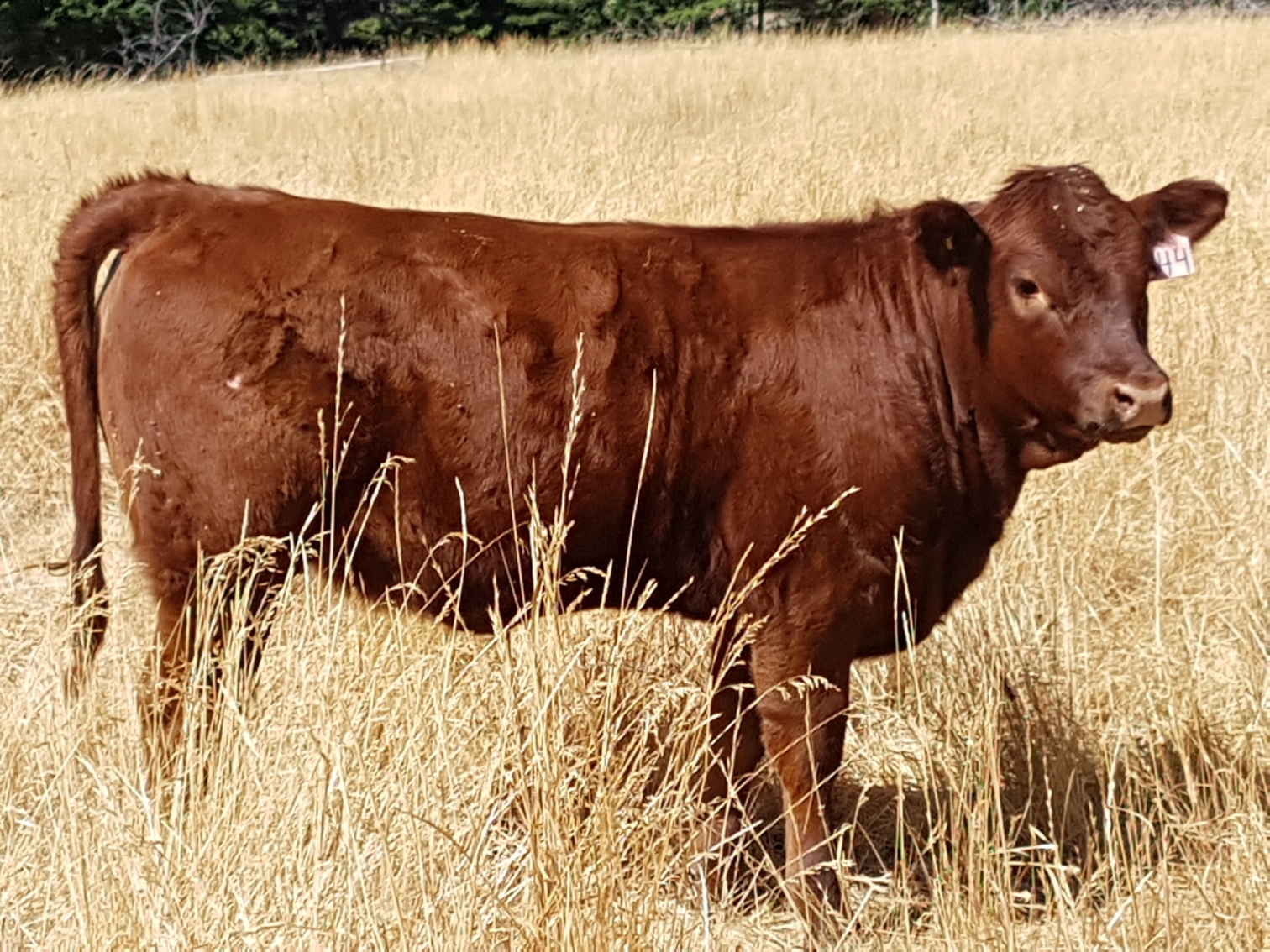 BC Livestock Sale Image