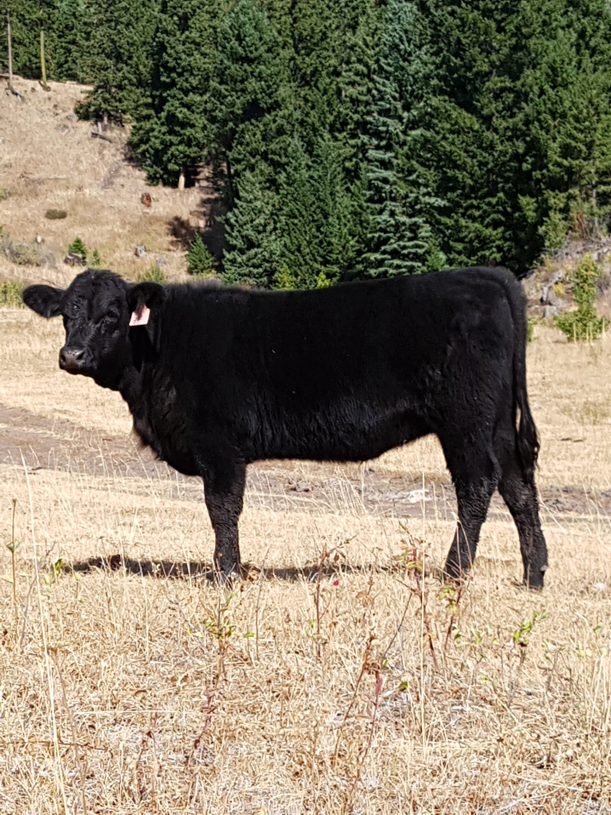 BC Livestock Sale Image