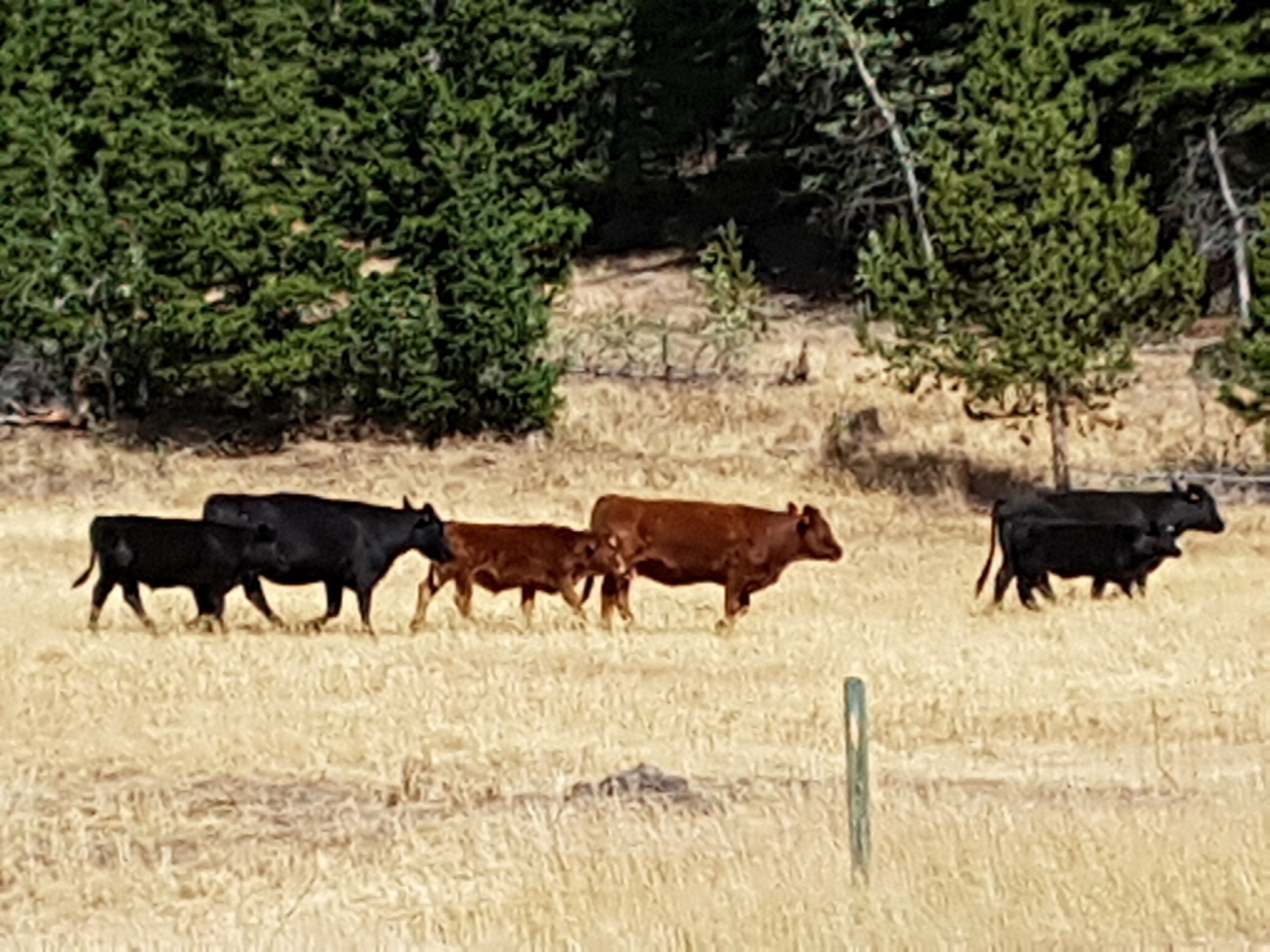 BC Livestock Sale Image