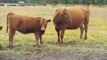 BC Livestock Sale Image