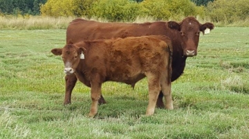 BC Livestock Sale Image