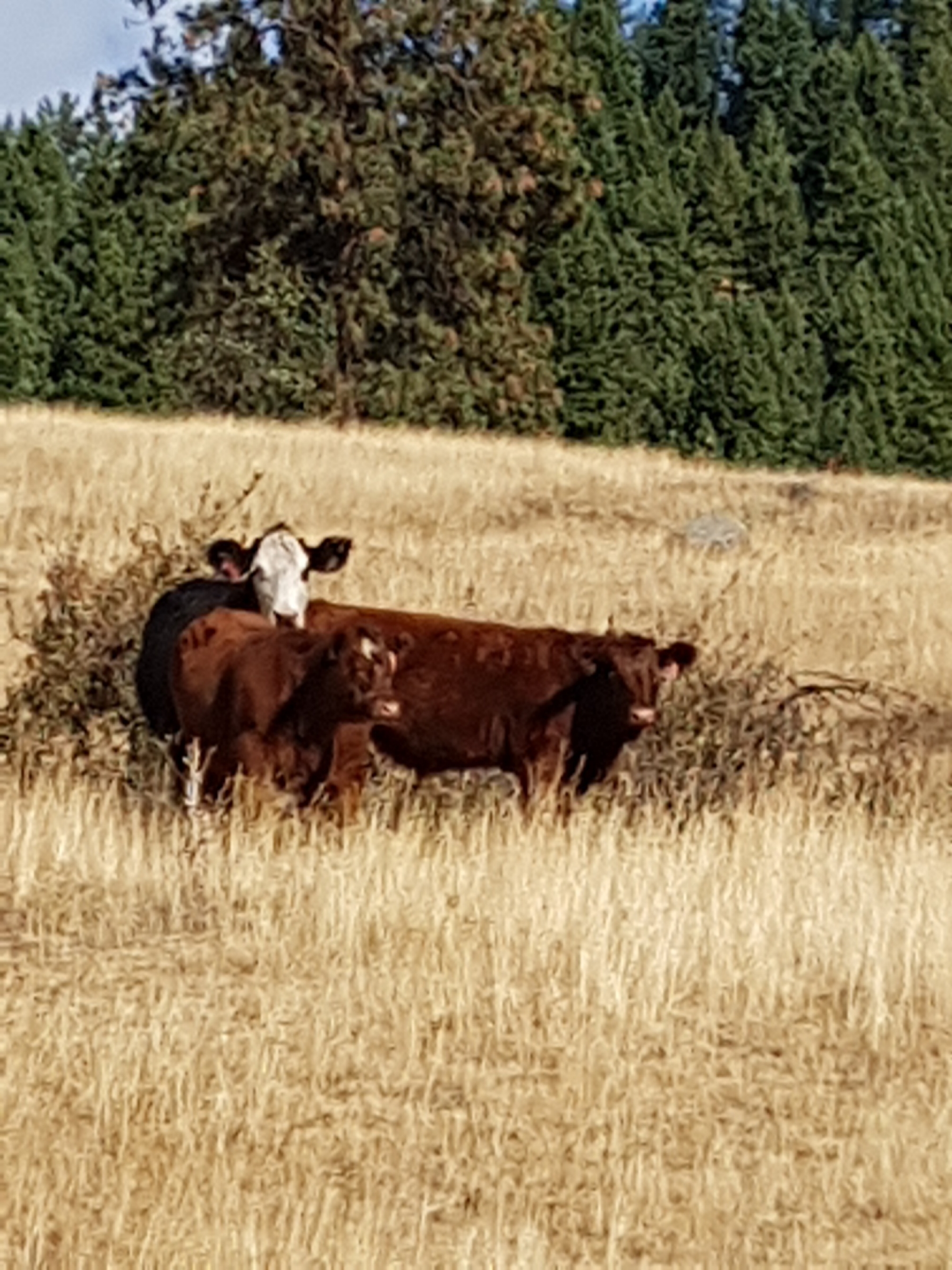 BC Livestock Sale Image