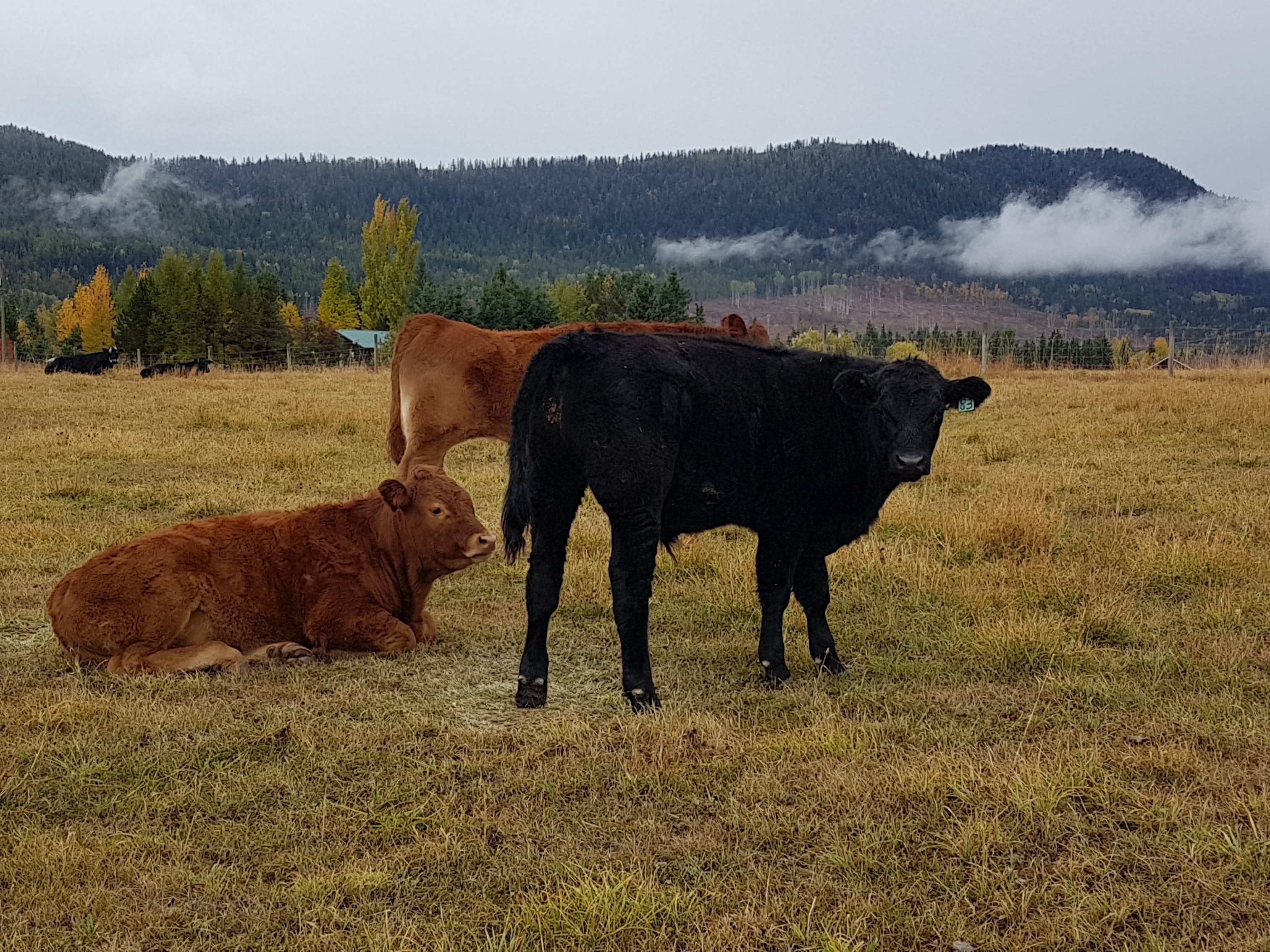 BC Livestock Sale Image