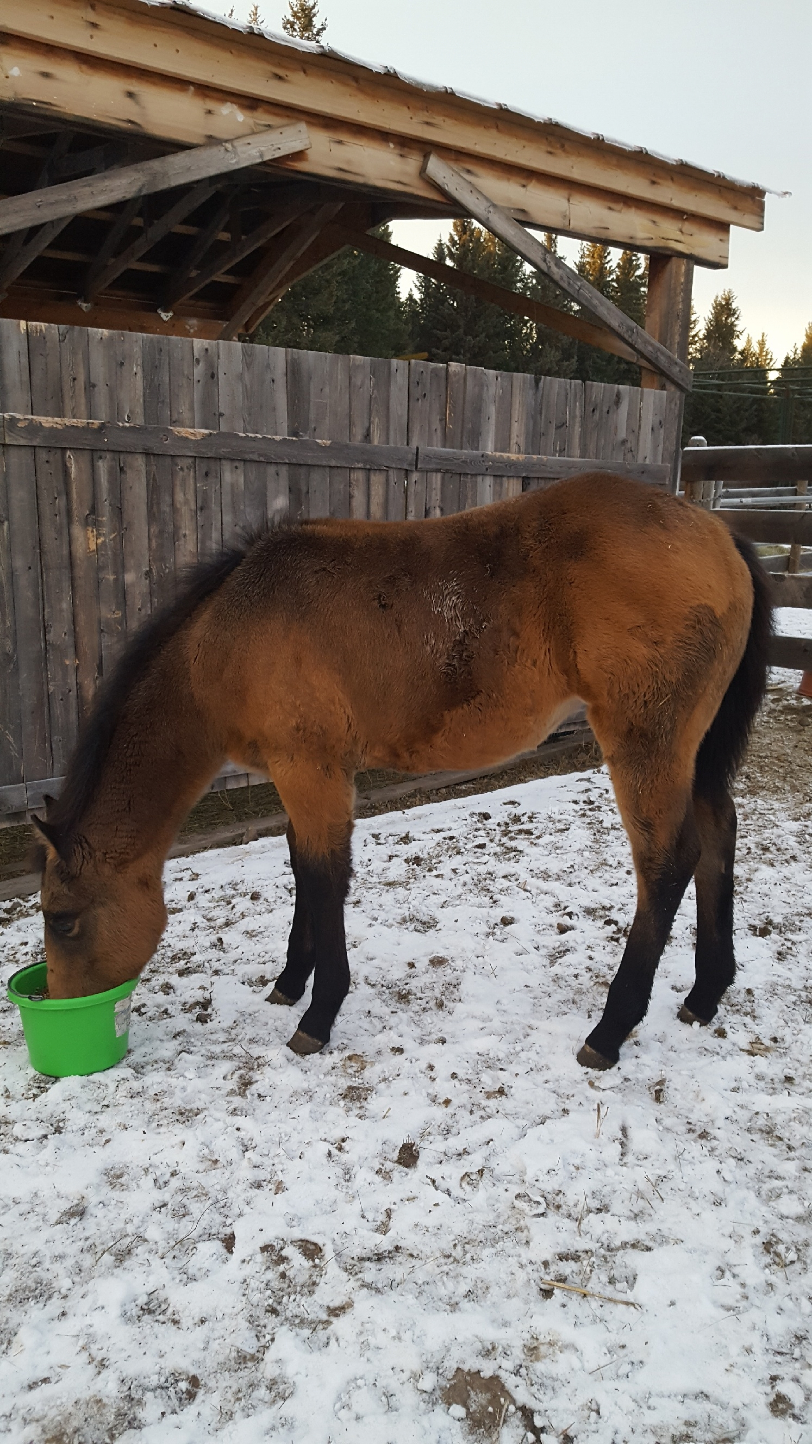BC Livestock Sale Image