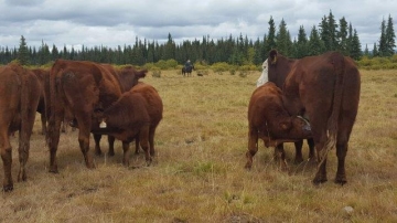 BC Livestock Sale Image