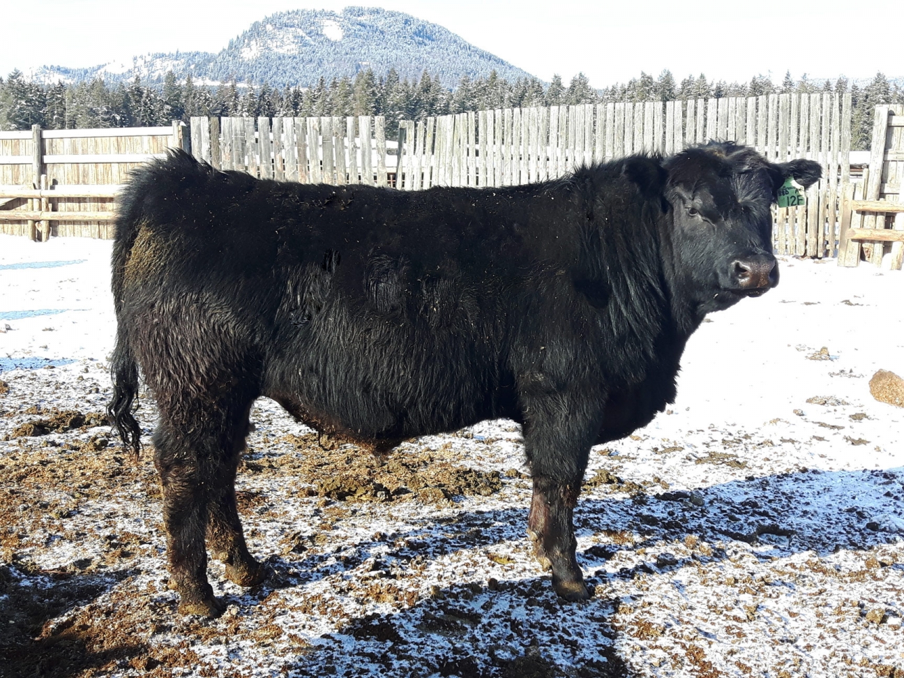 BC Livestock Sale Image