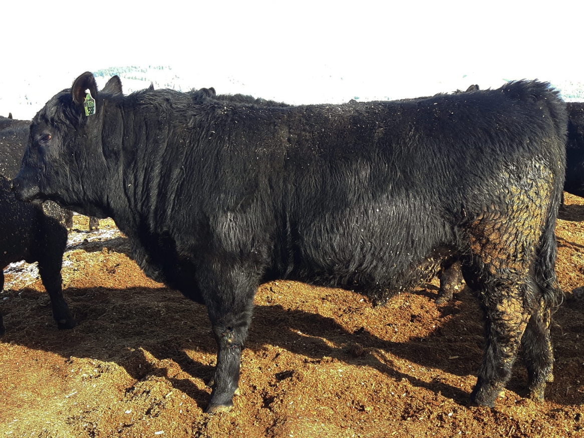 BC Livestock Sale Image