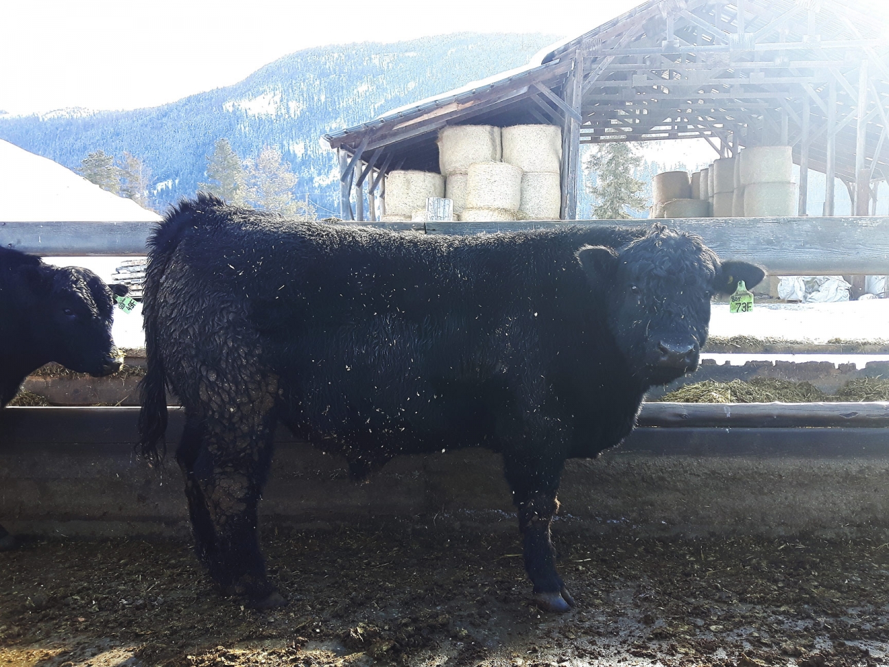 BC Livestock Sale Image