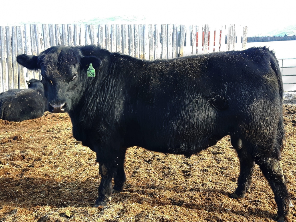 BC Livestock Sale Image