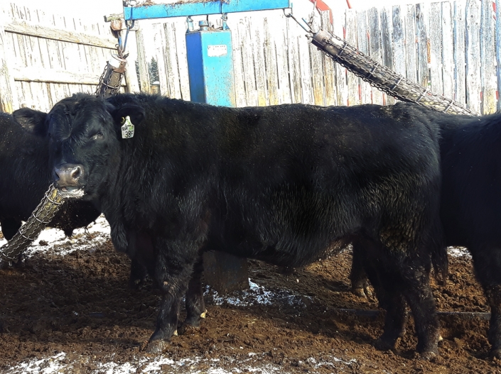 BC Livestock Sale Image