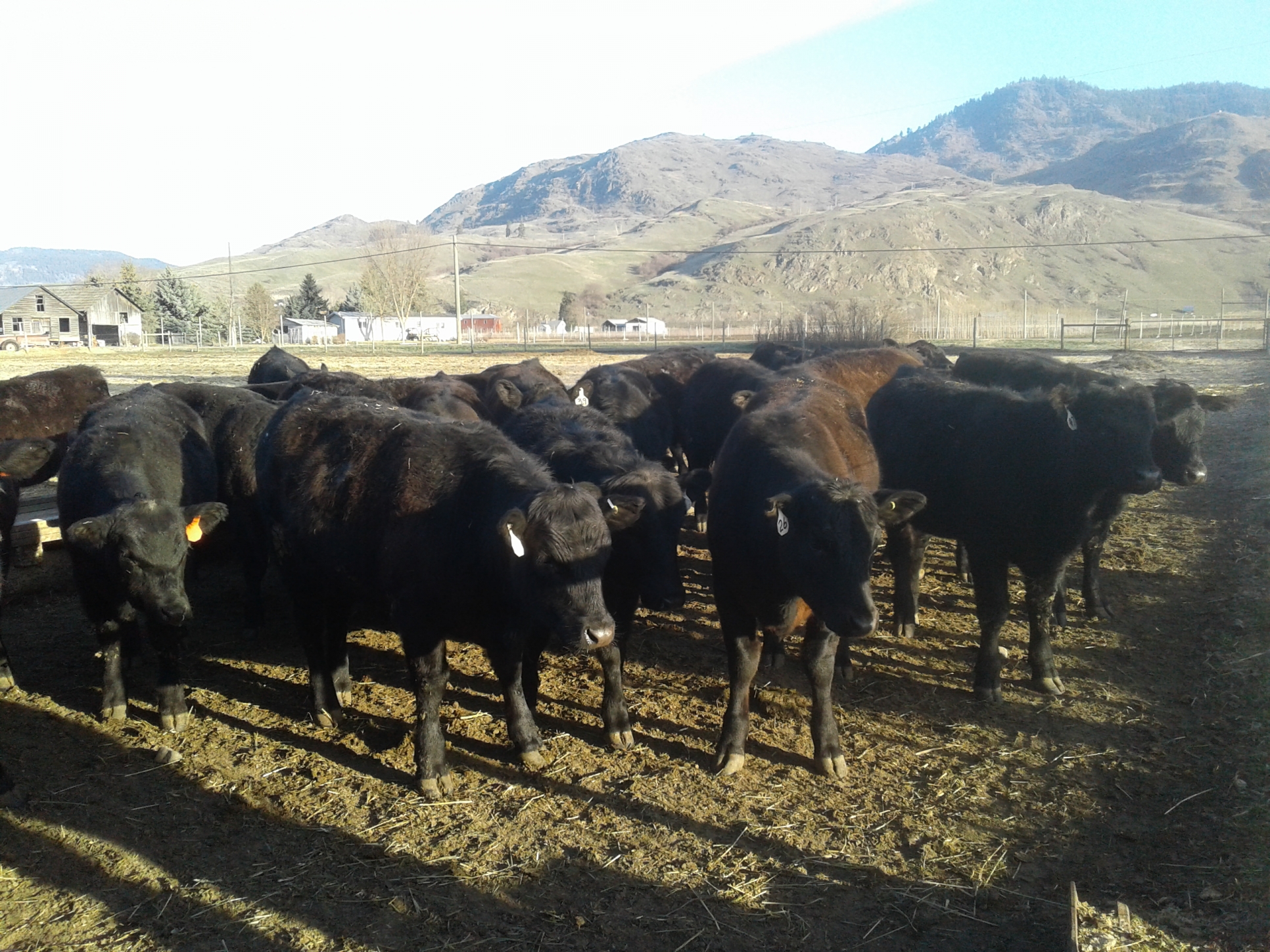 BC Livestock Sale Image