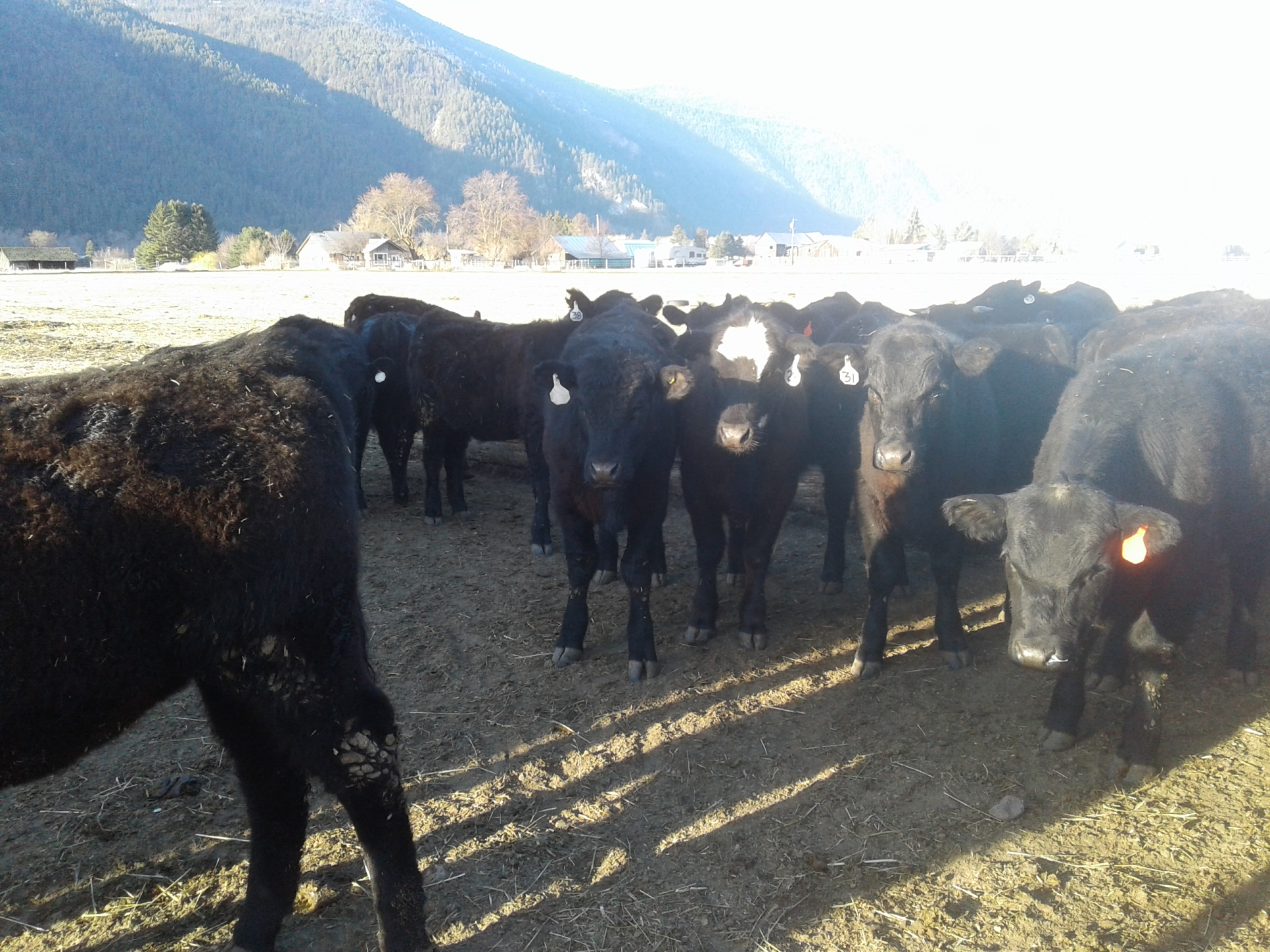BC Livestock Sale Image