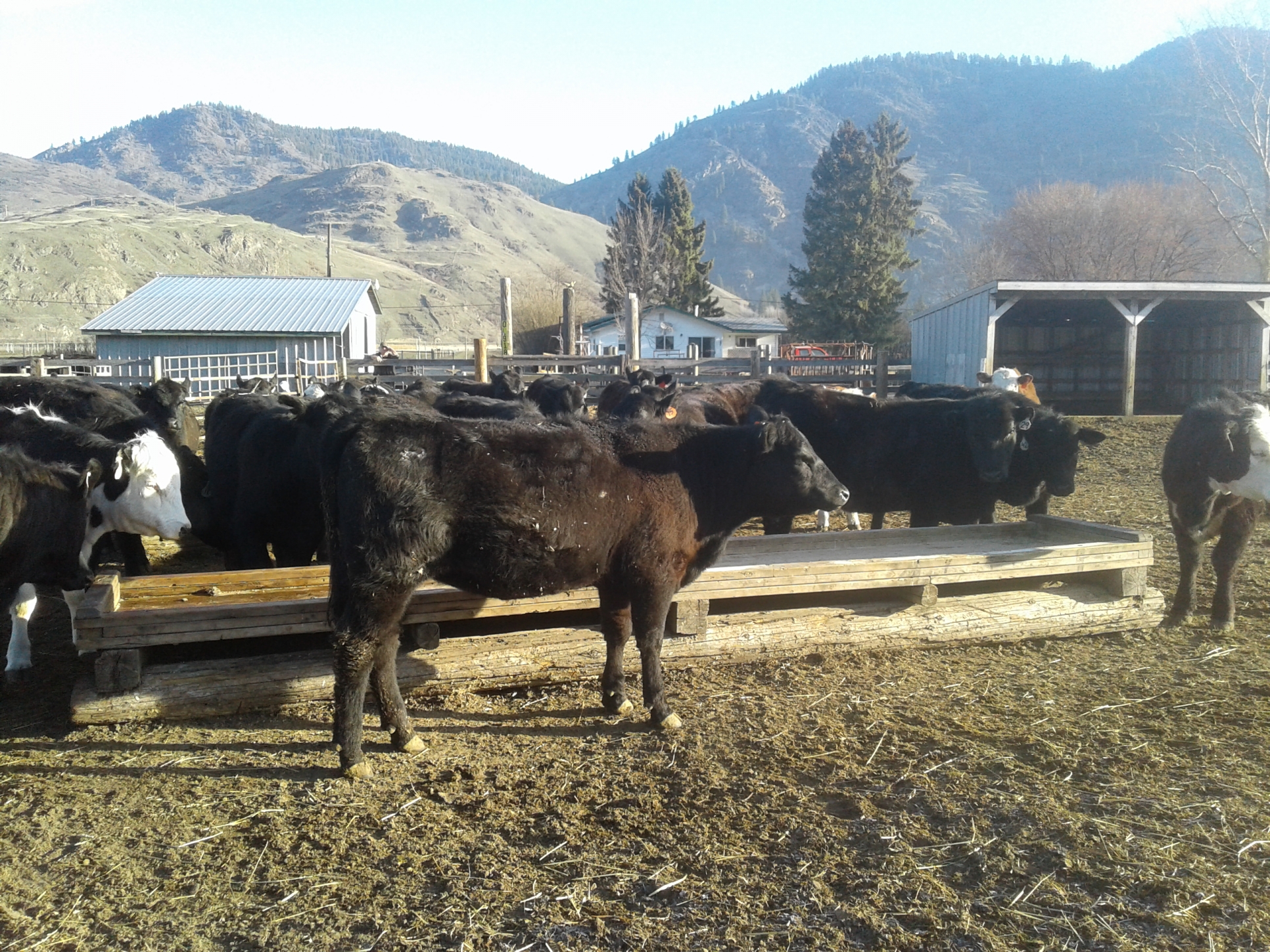 BC Livestock Sale Image