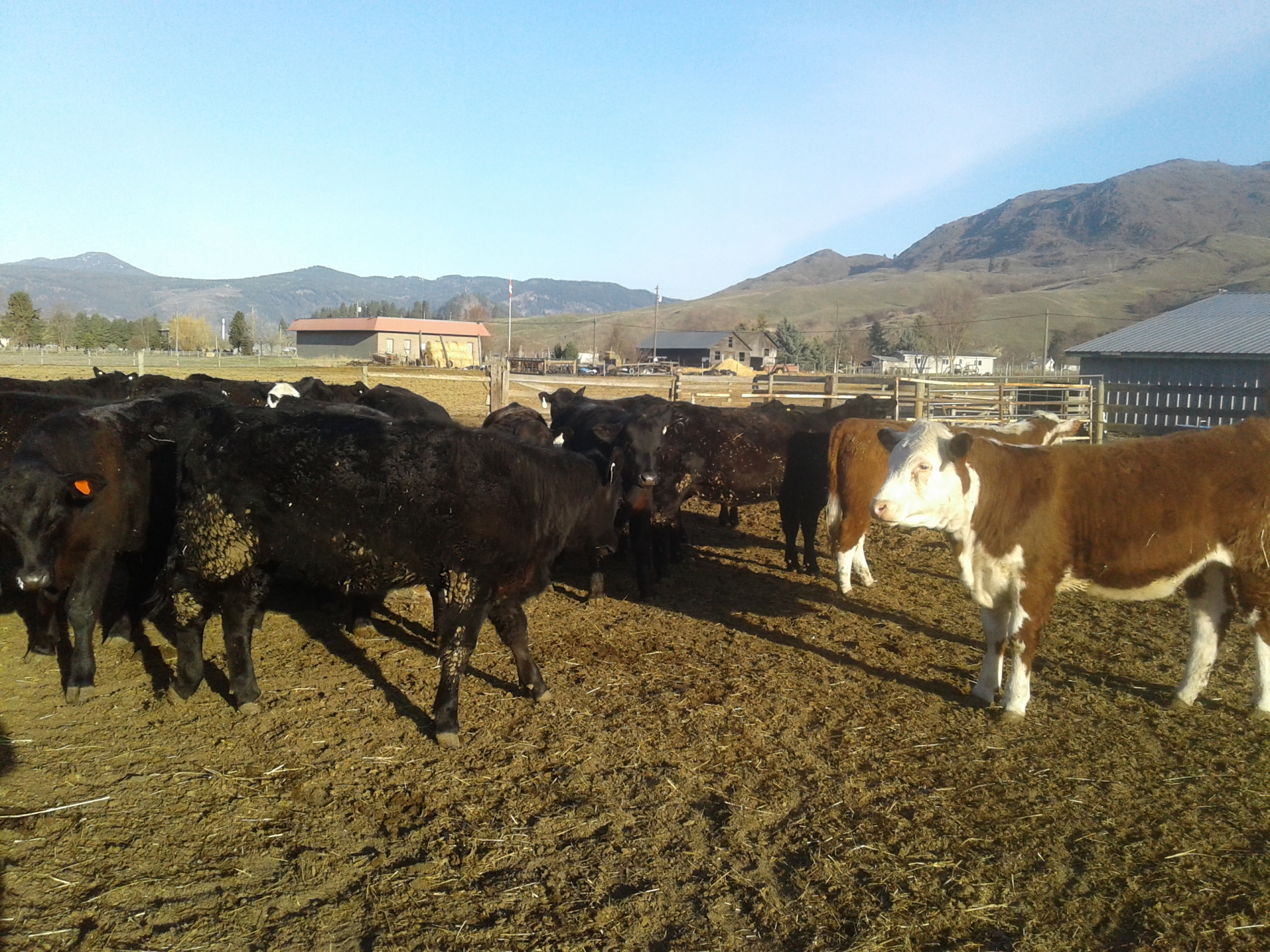 BC Livestock Sale Image