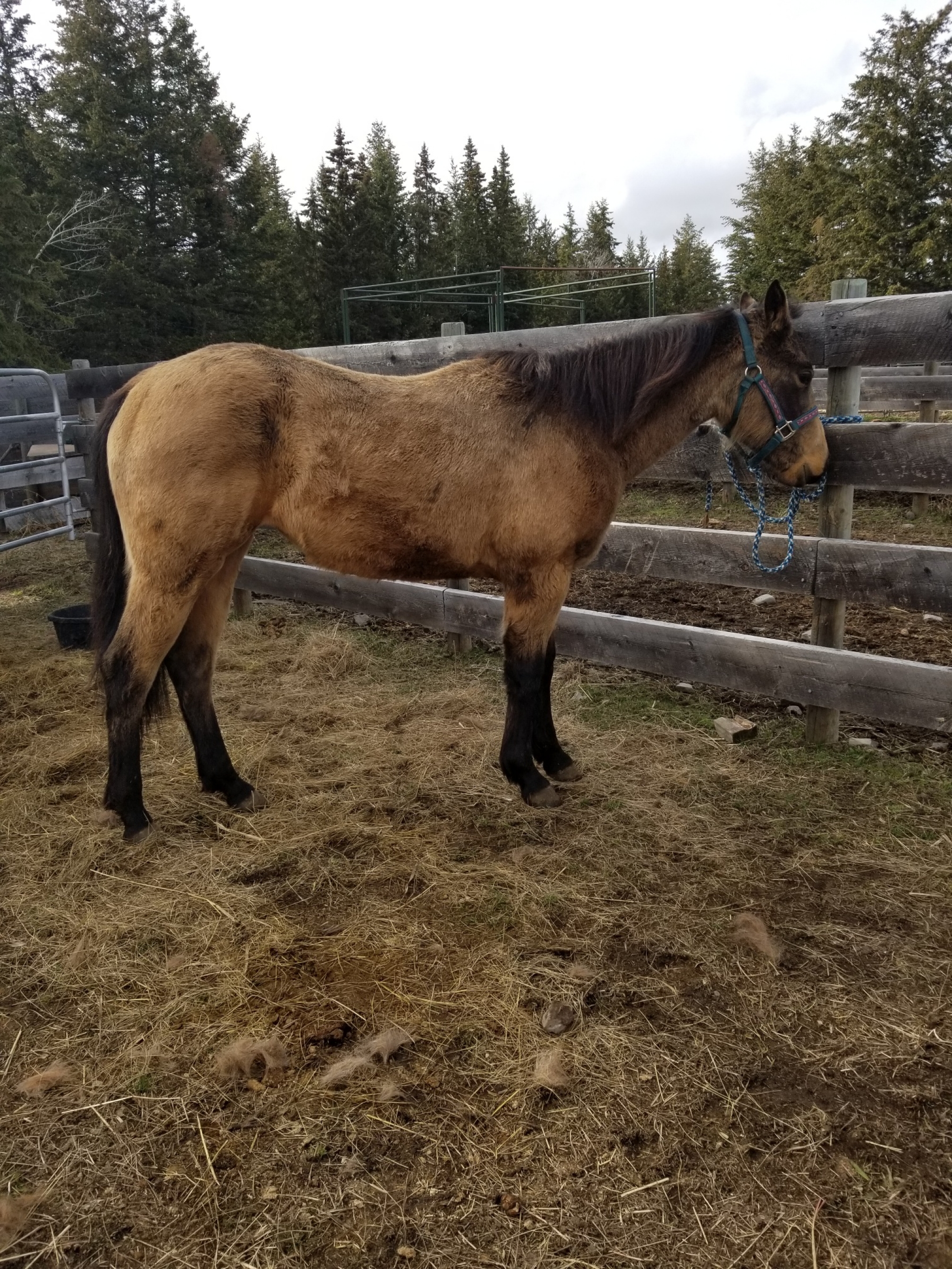 BC Livestock Sale Image