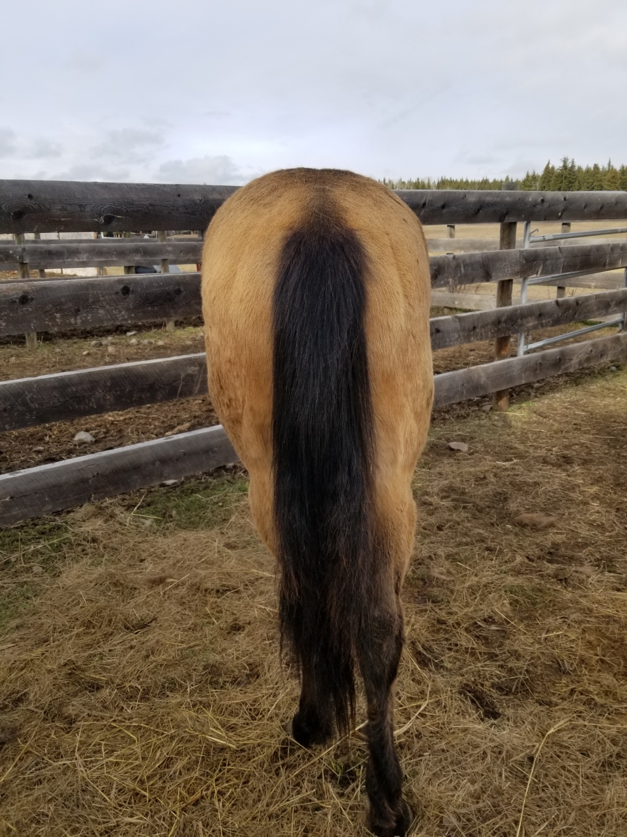 BC Livestock Sale Image