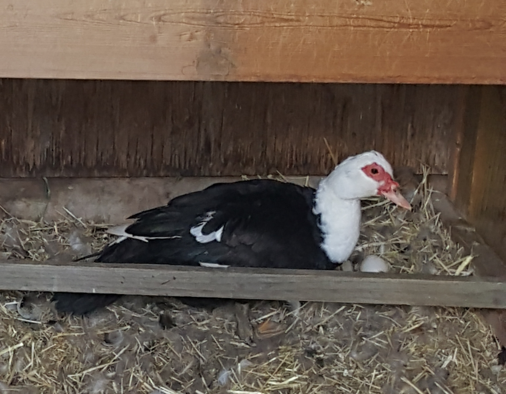 BC Livestock Sale Image