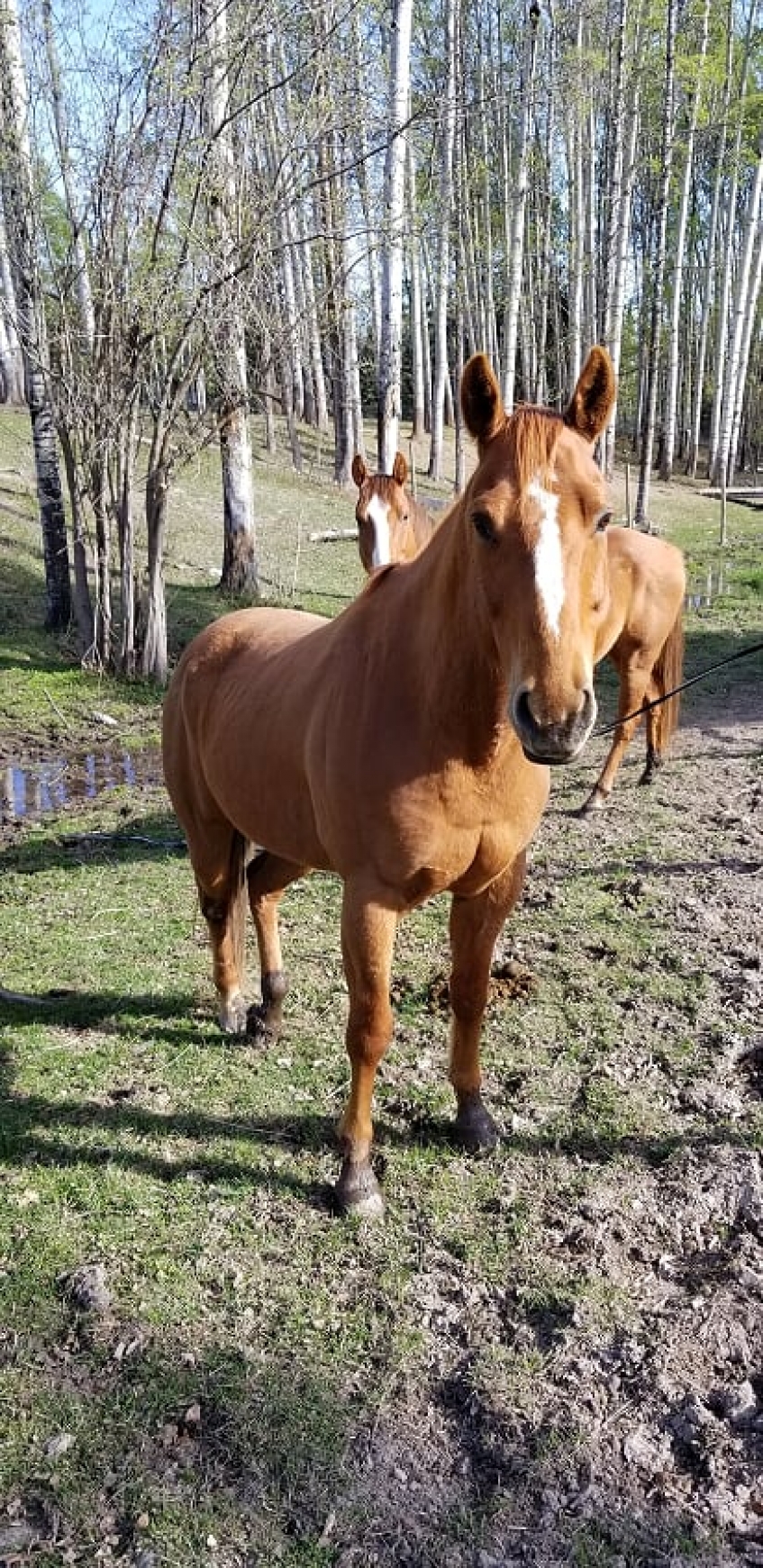 BC Livestock Sale Image