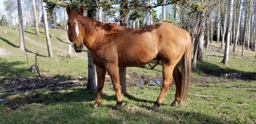 BC Livestock Sale Image
