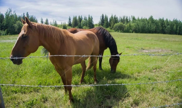BC Livestock Sale Image