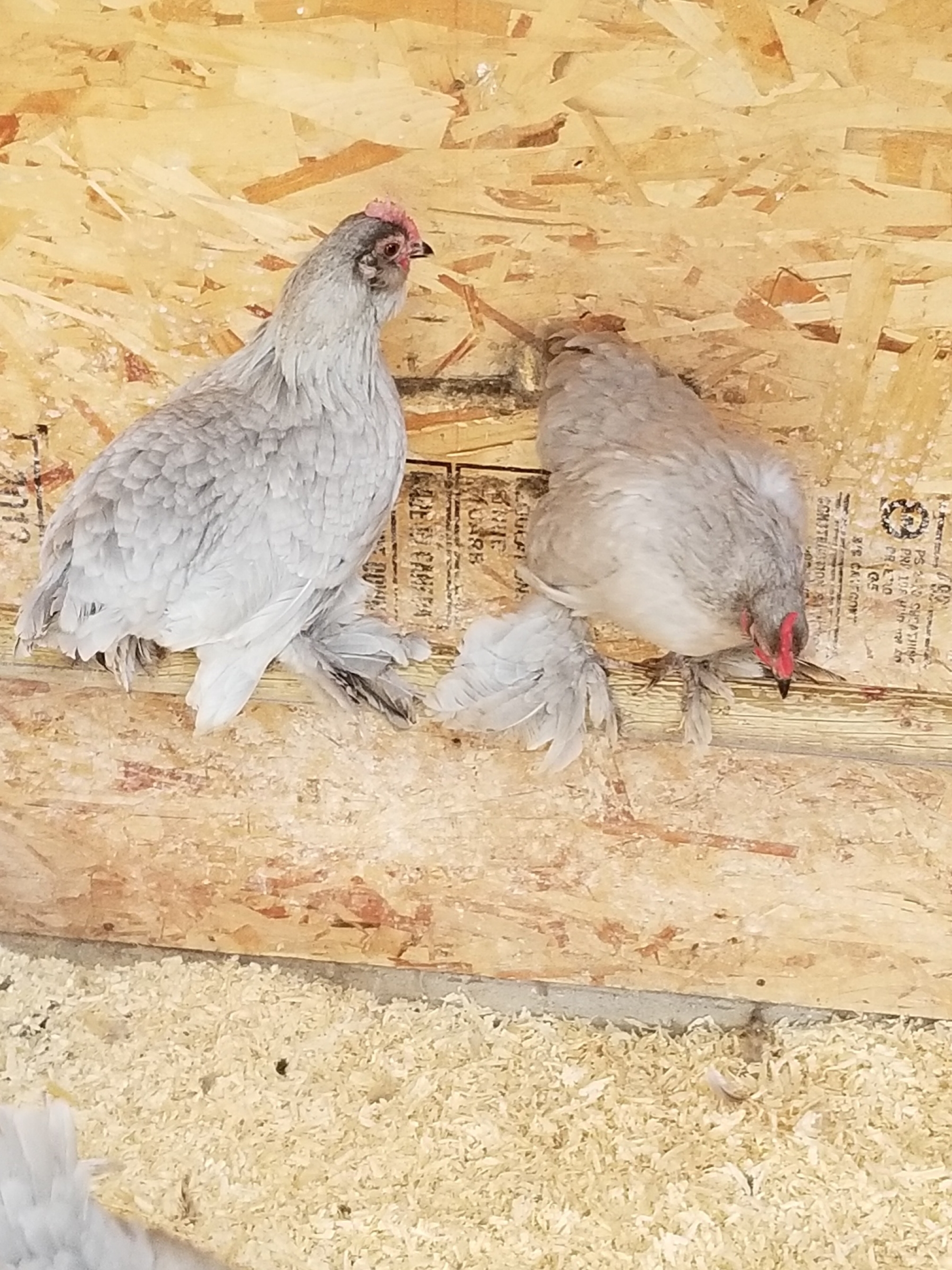 BC Livestock Sale Image