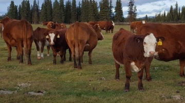 BC Livestock Sale Image