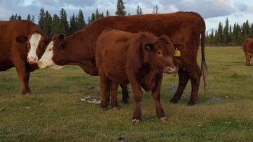 BC Livestock Sale Image