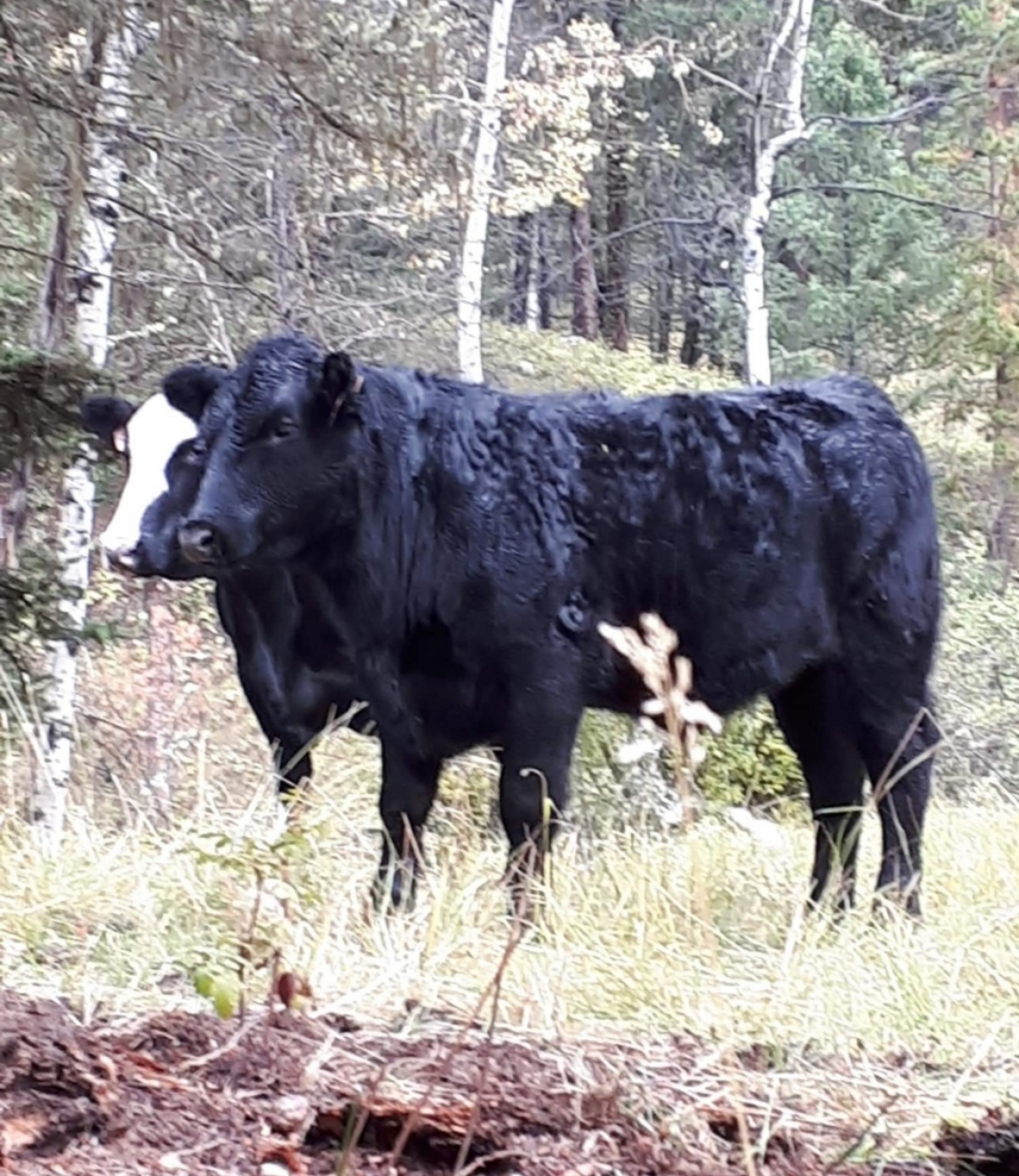 BC Livestock Sale Image
