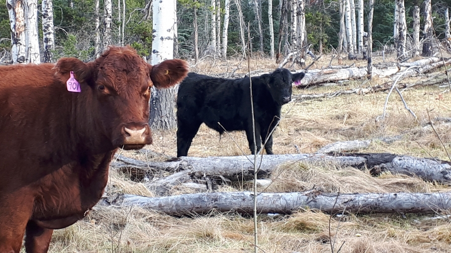 BC Livestock Sale Image