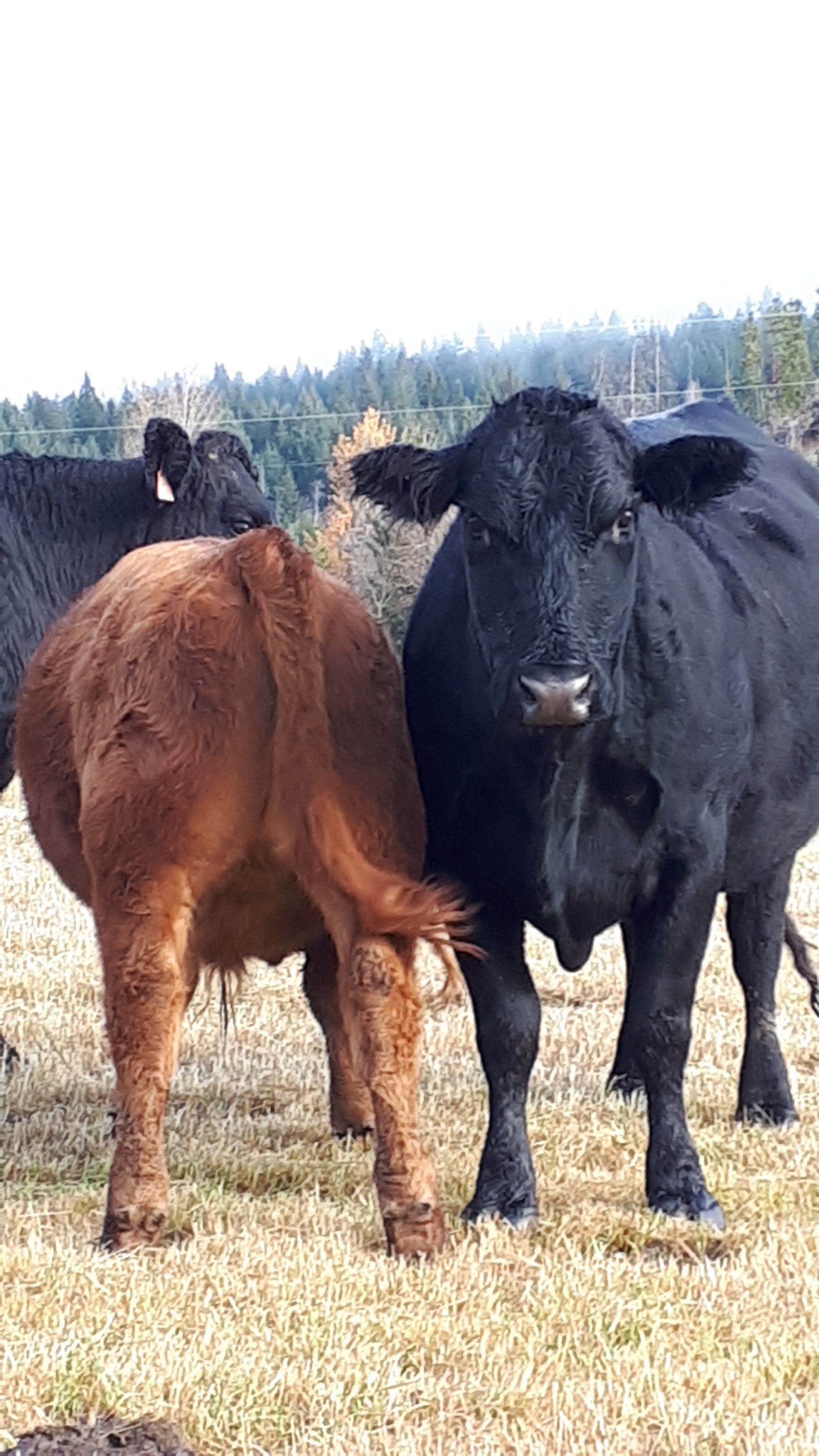 BC Livestock Sale Image