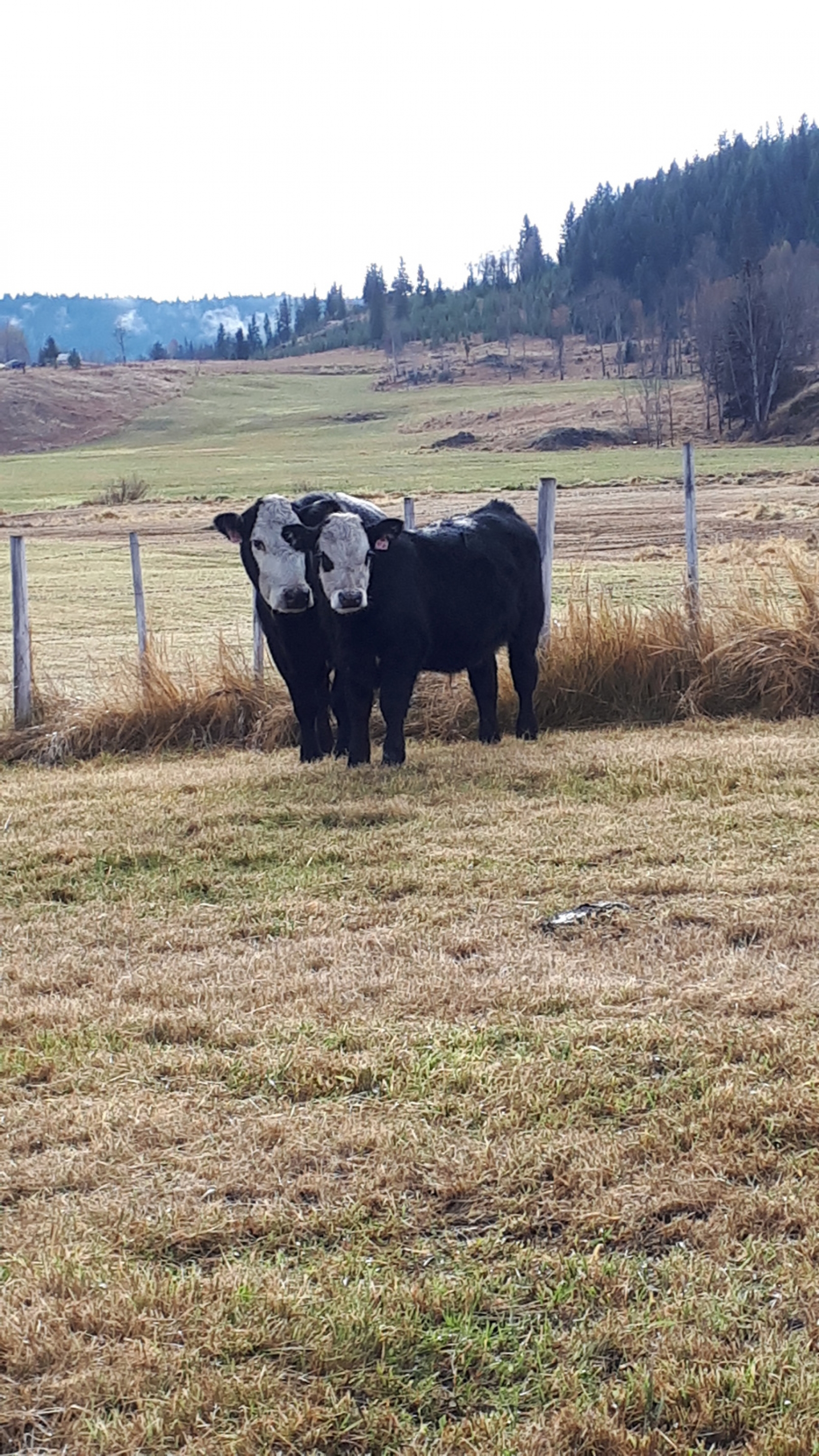BC Livestock Sale Image