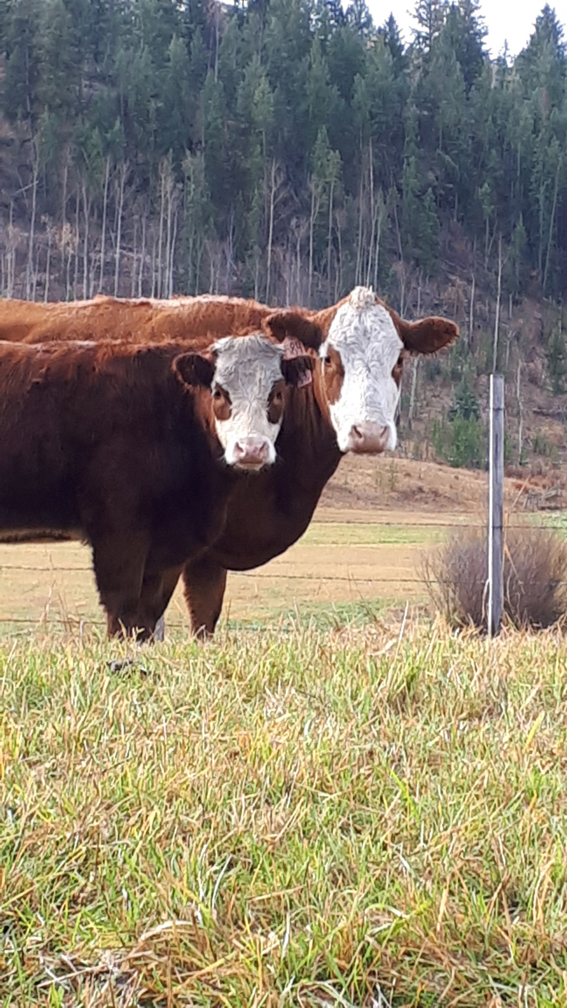 BC Livestock Sale Image